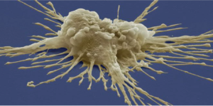 foto stem cell